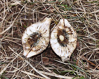 Goldenrod Gall - Eurosta solidaginis These galls are pretty common on goldenrod. They are caused by the fruit fly, Eurosta solidaginis, the larvae of which form round galls on the stem of Solidago sp. <br />
<br />
This gall had a larva inside. *I don't usually cut galls open, and feel pretty awful when I do it. I did it this time as part of a science lesson for my kids. There were dozens of these galls on goldenrod in this meadow, but that still doesn't technically justify my killing this one.<br />
<br />
Habitat: Meadow<br />
https://www.jungledragon.com/image/77009/goldenrod_gall_-_eurosta_solidaginis.html<br />
https://www.jungledragon.com/image/77005/goldenrod_gall_-_eurosta_solidaginis.html Eurosta solidaginis,Geotagged,Goldenrod gall fly,United States,Winter