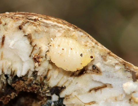 Goldenrod Gall - Eurosta solidaginis These galls are pretty common on goldenrod. They are caused by the fruit fly, Eurosta solidaginis, the larvae of which form round galls on the stem of Solidago sp. 

This gall had a larva inside. *I don't usually cut galls open, and feel pretty awful when I do it. I did it this time as part of a science lesson for my kids. There were dozens of these galls on goldenrod in this meadow, but that still doesn't technically justify my killing this one.

Habitat: Meadow
https://www.jungledragon.com/image/77005/goldenrod_gall_-_eurosta_solidaginis.html
https://www.jungledragon.com/image/77007/goldenrod_gall_-_eurosta_solidaginis.html Eurosta solidaginis,Geotagged,Goldenrod gall fly,United States,Winter