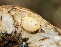 Goldenrod Gall - Eurosta solidaginis These galls are pretty common on goldenrod. They are caused by the fruit fly, Eurosta solidaginis, the larvae of which form round galls on the stem of Solidago sp. <br />
<br />
This gall had a larva inside. *I don't usually cut galls open, and feel pretty awful when I do it. I did it this time as part of a science lesson for my kids. There were dozens of these galls on goldenrod in this meadow, but that still doesn't technically justify my killing this one.<br />
<br />
Habitat: Meadow<br />
https://www.jungledragon.com/image/77005/goldenrod_gall_-_eurosta_solidaginis.html<br />
https://www.jungledragon.com/image/77007/goldenrod_gall_-_eurosta_solidaginis.html Eurosta solidaginis,Geotagged,Goldenrod gall fly,United States,Winter