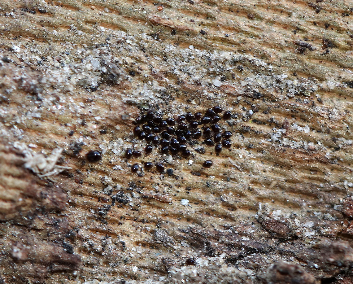 Common Sycamore Aphid Eggs - Drepanosiphum platanoidis These eggs were seriously tiny! I found them in a crack in sycamore bark.  *My ID could be wrong, but it seems right...*<br />
<br />
Habitat: Sycamore tree beside a stream Common Sycamore Aphid,Drepanosiphum,Drepanosiphum platanoidis,Geotagged,United States,Winter,aphid eggs,black eggs,eggs,sycamore,sycamore aphid eggs
