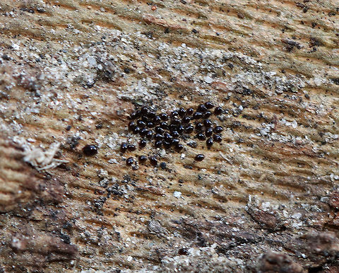 Common Sycamore Aphid Eggs - Drepanosiphum platanoidis These eggs were seriously tiny! I found them in a crack in sycamore bark.  *My ID could be wrong, but it seems right...*

Habitat: Sycamore tree beside a stream Common Sycamore Aphid,Drepanosiphum,Drepanosiphum platanoidis,Geotagged,United States,Winter,aphid eggs,black eggs,eggs,sycamore,sycamore aphid eggs