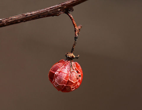 American Bittersweet - Celastrus scandens Shriveled and worn after the long winter. 

Habitat: Streamside American Bittersweet,Celastrus scandens,Geotagged,United States,Winter,bittersweet