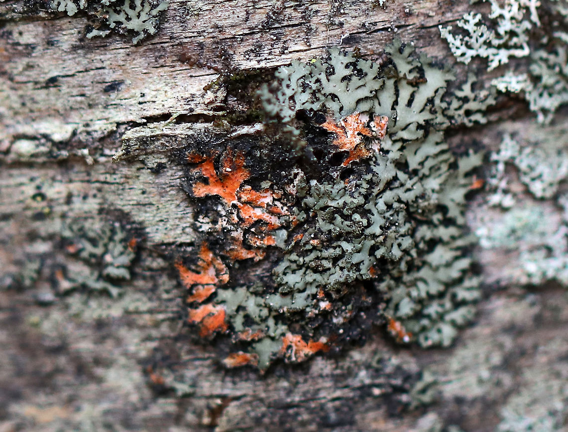 Lichen - Unknown sp. I've noticed many lichens that have orange or pinkish parts.  I'm not sure the cause, but am wondering if it could be from the algae.<br />
<br />
Habitat: Deciduous forest Geotagged,United States,Winter,lichen