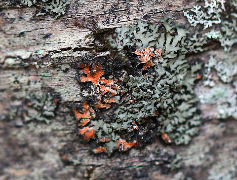 Lichen - Unknown sp. I've noticed many lichens that have orange or pinkish parts.  I'm not sure the cause, but am wondering if it could be from the algae.

Habitat: Deciduous forest Geotagged,United States,Winter,lichen