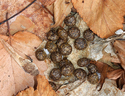Cottontail Rabbit Poop - Sylvilagus sp. These were pretty perfect, garbanzo bean-sized adult bunny poops.  They look like they are composed of bits of hay and if you smush them between your fingers, they break apart like sawdust.  The average adult bunny will make 200-300 poops per day.  Geotagged,United States,Winter,feces,poop,rabbit,rabbit poop,scat