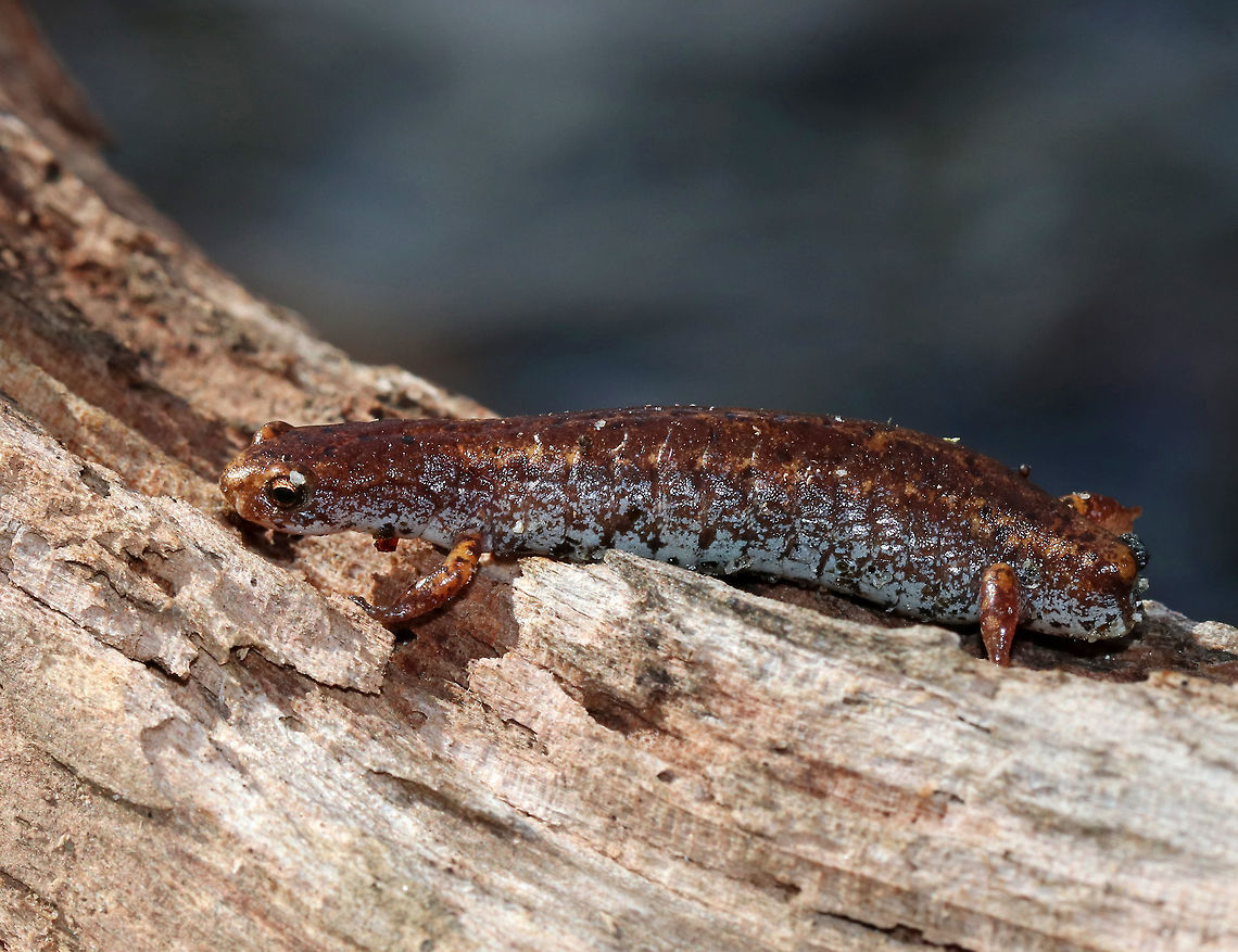 Four-toed Salamander - Hemidactylium scutatum This is the smallest salamander found in Connecticut. They are reddish brown with white bellies that have black specks. Unlike other lungless salamanders, this species has four toes on its hind feet, rather than five.<br />
<br />
This poor creature had somehow lost its tail.  It has the ability to detach its tail at the distinct basal constriction if grabbed by a potential predator. After detaching, the tail wiggles to distract the predator, while the salamander escapes. The tail will eventually grow back.<br />
<br />
Habitat: Under a log in a mixed swamp<br />
<figure class="photo"><a href="https://www.jungledragon.com/image/77190/four-toed_salamander_-_hemidactylium_scutatum.html" title="Four-toed Salamander - Hemidactylium scutatum"><img src="https://s3.amazonaws.com/media.jungledragon.com/images/3232/77190_thumb.jpg?AWSAccessKeyId=05GMT0V3GWVNE7GGM1R2&Expires=1769040010&Signature=yGQCVSonty%2Fb3OXTuS12ERUwhO8%3D" width="200" height="160" alt="Four-toed Salamander - Hemidactylium scutatum This is the smallest salamander found in Connecticut. They are reddish brown with white bellies that have black specks. Unlike other lungless salamanders, this species has four toes on its hind feet, rather than five.<br />
<br />
This poor creature had somehow lost its tail. It has the ability to detach its tail at the distinct basal constriction if grabbed by a potential predator. After detaching, the tail wiggles to distract the predator, while the salamander escapes. The tail will eventually grow back.<br />
<br />
Habitat: Under a log in a mixed swamp<br />
https://www.jungledragon.com/image/77187/four-toed_salamander_-_hemidactylium_scutatum.html<br />
https://www.jungledragon.com/image/77189/four-toed_salamander_-_hemidactylium_scutatum.html<br />
https://www.jungledragon.com/image/77188/four-toed_salamander_-_hemidactylium_scutatum.html Four-toed salamander,Geotagged,Hemidactylium scutatum,Spring,United States" /></a></figure><br />
<figure class="photo"><a href="https://www.jungledragon.com/image/77189/four-toed_salamander_-_hemidactylium_scutatum.html" title="Four-toed Salamander - Hemidactylium scutatum"><img src="https://s3.amazonaws.com/media.jungledragon.com/images/3232/77189_thumb.jpg?AWSAccessKeyId=05GMT0V3GWVNE7GGM1R2&Expires=1769040010&Signature=XydZ1ybf%2F%2B7UO1uLY3O1jpc%2B9jg%3D" width="200" height="154" alt="Four-toed Salamander - Hemidactylium scutatum This is the smallest salamander found in Connecticut. They are reddish brown with white bellies that have black specks. Unlike other lungless salamanders, this species has four toes on its hind feet, rather than five.<br />
<br />
This poor creature had somehow lost its tail. It has the ability to detach its tail at the distinct basal constriction if grabbed by a potential predator. After detaching, the tail wiggles to distract the predator, while the salamander escapes. The tail will eventually grow back.<br />
<br />
Habitat: Under a log in a mixed swamp<br />
https://www.jungledragon.com/image/77187/four-toed_salamander_-_hemidactylium_scutatum.html<br />
https://www.jungledragon.com/image/77190/four-toed_salamander_-_hemidactylium_scutatum.html<br />
https://www.jungledragon.com/image/77188/four-toed_salamander_-_hemidactylium_scutatum.html Four-toed salamander,Geotagged,Hemidactylium scutatum,Spring,United States" /></a></figure><br />
<figure class="photo"><a href="https://www.jungledragon.com/image/77188/four-toed_salamander_-_hemidactylium_scutatum.html" title="Four-toed Salamander - Hemidactylium scutatum"><img src="https://s3.amazonaws.com/media.jungledragon.com/images/3232/77188_thumb.jpg?AWSAccessKeyId=05GMT0V3GWVNE7GGM1R2&Expires=1769040010&Signature=EAjx22z5fNLFbUmeeKxl38Ri5rg%3D" width="200" height="158" alt="Four-toed Salamander - Hemidactylium scutatum This is the smallest salamander found in Connecticut. They are reddish brown with white bellies that have black specks. Unlike other lungless salamanders, this species has four toes on its hind feet, rather than five.<br />
<br />
This poor creature had somehow lost its tail. It has the ability to detach its tail at the distinct basal constriction if grabbed by a potential predator. After detaching, the tail wiggles to distract the predator, while the salamander escapes. The tail will eventually grow back.<br />
<br />
Habitat: Under a log in a mixed swamp<br />
https://www.jungledragon.com/image/77187/four-toed_salamander_-_hemidactylium_scutatum.html<br />
https://www.jungledragon.com/image/77190/four-toed_salamander_-_hemidactylium_scutatum.html<br />
https://www.jungledragon.com/image/77189/four-toed_salamander_-_hemidactylium_scutatum.html Four-toed salamander,Geotagged,Hemidactylium scutatum,Spring,United States,salamander" /></a></figure> Four-toed salamander,Geotagged,Hemidactylium scutatum,Spring,United States,salamander