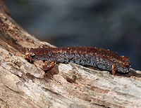 Four-toed Salamander - Hemidactylium scutatum This is the smallest salamander found in Connecticut. They are reddish brown with white bellies that have black specks. Unlike other lungless salamanders, this species has four toes on its hind feet, rather than five.<br />
<br />
This poor creature had somehow lost its tail.  It has the ability to detach its tail at the distinct basal constriction if grabbed by a potential predator. After detaching, the tail wiggles to distract the predator, while the salamander escapes. The tail will eventually grow back.<br />
<br />
Habitat: Under a log in a mixed swamp<br />
https://www.jungledragon.com/image/77190/four-toed_salamander_-_hemidactylium_scutatum.html<br />
https://www.jungledragon.com/image/77189/four-toed_salamander_-_hemidactylium_scutatum.html<br />
https://www.jungledragon.com/image/77188/four-toed_salamander_-_hemidactylium_scutatum.html Four-toed salamander,Geotagged,Hemidactylium scutatum,Spring,United States,salamander