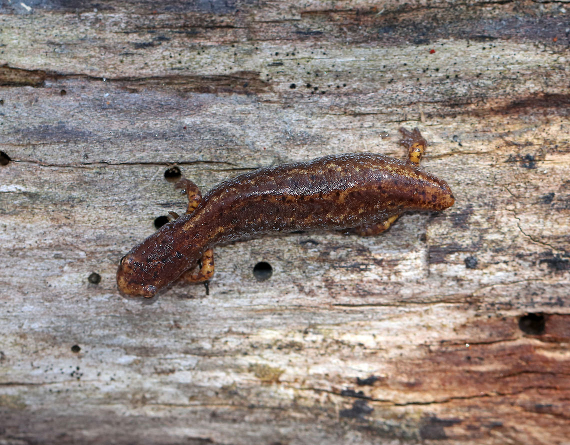 Four-toed Salamander - Hemidactylium scutatum This is the smallest salamander found in Connecticut. They are reddish brown with white bellies that have black specks. Unlike other lungless salamanders, this species has four toes on its hind feet, rather than five.<br />
<br />
This poor creature had somehow lost its tail. It has the ability to detach its tail at the distinct basal constriction if grabbed by a potential predator. After detaching, the tail wiggles to distract the predator, while the salamander escapes. The tail will eventually grow back.<br />
<br />
Habitat: Under a log in a mixed swamp<br />
<figure class="photo"><a href="https://www.jungledragon.com/image/77187/four-toed_salamander_-_hemidactylium_scutatum.html" title="Four-toed Salamander - Hemidactylium scutatum"><img src="https://s3.amazonaws.com/media.jungledragon.com/images/3232/77187_thumb.jpg?AWSAccessKeyId=05GMT0V3GWVNE7GGM1R2&Expires=1769040010&Signature=b33kSu1cOmEDYDFt3Ze2LfsAiww%3D" width="200" height="154" alt="Four-toed Salamander - Hemidactylium scutatum This is the smallest salamander found in Connecticut. They are reddish brown with white bellies that have black specks. Unlike other lungless salamanders, this species has four toes on its hind feet, rather than five.<br />
<br />
This poor creature had somehow lost its tail.  It has the ability to detach its tail at the distinct basal constriction if grabbed by a potential predator. After detaching, the tail wiggles to distract the predator, while the salamander escapes. The tail will eventually grow back.<br />
<br />
Habitat: Under a log in a mixed swamp<br />
https://www.jungledragon.com/image/77190/four-toed_salamander_-_hemidactylium_scutatum.html<br />
https://www.jungledragon.com/image/77189/four-toed_salamander_-_hemidactylium_scutatum.html<br />
https://www.jungledragon.com/image/77188/four-toed_salamander_-_hemidactylium_scutatum.html Four-toed salamander,Geotagged,Hemidactylium scutatum,Spring,United States,salamander" /></a></figure><br />
<figure class="photo"><a href="https://www.jungledragon.com/image/77190/four-toed_salamander_-_hemidactylium_scutatum.html" title="Four-toed Salamander - Hemidactylium scutatum"><img src="https://s3.amazonaws.com/media.jungledragon.com/images/3232/77190_thumb.jpg?AWSAccessKeyId=05GMT0V3GWVNE7GGM1R2&Expires=1769040010&Signature=yGQCVSonty%2Fb3OXTuS12ERUwhO8%3D" width="200" height="160" alt="Four-toed Salamander - Hemidactylium scutatum This is the smallest salamander found in Connecticut. They are reddish brown with white bellies that have black specks. Unlike other lungless salamanders, this species has four toes on its hind feet, rather than five.<br />
<br />
This poor creature had somehow lost its tail. It has the ability to detach its tail at the distinct basal constriction if grabbed by a potential predator. After detaching, the tail wiggles to distract the predator, while the salamander escapes. The tail will eventually grow back.<br />
<br />
Habitat: Under a log in a mixed swamp<br />
https://www.jungledragon.com/image/77187/four-toed_salamander_-_hemidactylium_scutatum.html<br />
https://www.jungledragon.com/image/77189/four-toed_salamander_-_hemidactylium_scutatum.html<br />
https://www.jungledragon.com/image/77188/four-toed_salamander_-_hemidactylium_scutatum.html Four-toed salamander,Geotagged,Hemidactylium scutatum,Spring,United States" /></a></figure><br />
<figure class="photo"><a href="https://www.jungledragon.com/image/77189/four-toed_salamander_-_hemidactylium_scutatum.html" title="Four-toed Salamander - Hemidactylium scutatum"><img src="https://s3.amazonaws.com/media.jungledragon.com/images/3232/77189_thumb.jpg?AWSAccessKeyId=05GMT0V3GWVNE7GGM1R2&Expires=1769040010&Signature=XydZ1ybf%2F%2B7UO1uLY3O1jpc%2B9jg%3D" width="200" height="154" alt="Four-toed Salamander - Hemidactylium scutatum This is the smallest salamander found in Connecticut. They are reddish brown with white bellies that have black specks. Unlike other lungless salamanders, this species has four toes on its hind feet, rather than five.<br />
<br />
This poor creature had somehow lost its tail. It has the ability to detach its tail at the distinct basal constriction if grabbed by a potential predator. After detaching, the tail wiggles to distract the predator, while the salamander escapes. The tail will eventually grow back.<br />
<br />
Habitat: Under a log in a mixed swamp<br />
https://www.jungledragon.com/image/77187/four-toed_salamander_-_hemidactylium_scutatum.html<br />
https://www.jungledragon.com/image/77190/four-toed_salamander_-_hemidactylium_scutatum.html<br />
https://www.jungledragon.com/image/77188/four-toed_salamander_-_hemidactylium_scutatum.html Four-toed salamander,Geotagged,Hemidactylium scutatum,Spring,United States" /></a></figure> Four-toed salamander,Geotagged,Hemidactylium scutatum,Spring,United States,salamander