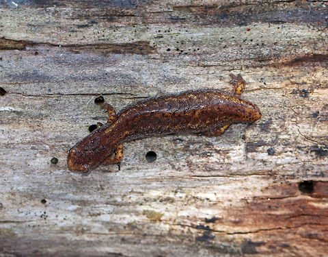 Four-toed Salamander - Hemidactylium scutatum This is the smallest salamander found in Connecticut. They are reddish brown with white bellies that have black specks. Unlike other lungless salamanders, this species has four toes on its hind feet, rather than five.

This poor creature had somehow lost its tail. It has the ability to detach its tail at the distinct basal constriction if grabbed by a potential predator. After detaching, the tail wiggles to distract the predator, while the salamander escapes. The tail will eventually grow back.

Habitat: Under a log in a mixed swamp
https://www.jungledragon.com/image/77187/four-toed_salamander_-_hemidactylium_scutatum.html
https://www.jungledragon.com/image/77190/four-toed_salamander_-_hemidactylium_scutatum.html
https://www.jungledragon.com/image/77189/four-toed_salamander_-_hemidactylium_scutatum.html Four-toed salamander,Geotagged,Hemidactylium scutatum,Spring,United States,salamander