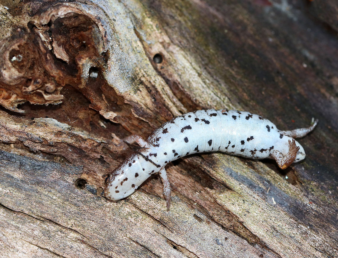 Four-toed Salamander - Hemidactylium scutatum This is the smallest salamander found in Connecticut. They are reddish brown with white bellies that have black specks. Unlike other lungless salamanders, this species has four toes on its hind feet, rather than five.<br />
<br />
This poor creature had somehow lost its tail. It has the ability to detach its tail at the distinct basal constriction if grabbed by a potential predator. After detaching, the tail wiggles to distract the predator, while the salamander escapes. The tail will eventually grow back.<br />
<br />
Habitat: Under a log in a mixed swamp<br />
<figure class="photo"><a href="https://www.jungledragon.com/image/77187/four-toed_salamander_-_hemidactylium_scutatum.html" title="Four-toed Salamander - Hemidactylium scutatum"><img src="https://s3.amazonaws.com/media.jungledragon.com/images/3232/77187_thumb.jpg?AWSAccessKeyId=05GMT0V3GWVNE7GGM1R2&Expires=1769040010&Signature=b33kSu1cOmEDYDFt3Ze2LfsAiww%3D" width="200" height="154" alt="Four-toed Salamander - Hemidactylium scutatum This is the smallest salamander found in Connecticut. They are reddish brown with white bellies that have black specks. Unlike other lungless salamanders, this species has four toes on its hind feet, rather than five.<br />
<br />
This poor creature had somehow lost its tail.  It has the ability to detach its tail at the distinct basal constriction if grabbed by a potential predator. After detaching, the tail wiggles to distract the predator, while the salamander escapes. The tail will eventually grow back.<br />
<br />
Habitat: Under a log in a mixed swamp<br />
https://www.jungledragon.com/image/77190/four-toed_salamander_-_hemidactylium_scutatum.html<br />
https://www.jungledragon.com/image/77189/four-toed_salamander_-_hemidactylium_scutatum.html<br />
https://www.jungledragon.com/image/77188/four-toed_salamander_-_hemidactylium_scutatum.html Four-toed salamander,Geotagged,Hemidactylium scutatum,Spring,United States,salamander" /></a></figure><br />
<figure class="photo"><a href="https://www.jungledragon.com/image/77190/four-toed_salamander_-_hemidactylium_scutatum.html" title="Four-toed Salamander - Hemidactylium scutatum"><img src="https://s3.amazonaws.com/media.jungledragon.com/images/3232/77190_thumb.jpg?AWSAccessKeyId=05GMT0V3GWVNE7GGM1R2&Expires=1769040010&Signature=yGQCVSonty%2Fb3OXTuS12ERUwhO8%3D" width="200" height="160" alt="Four-toed Salamander - Hemidactylium scutatum This is the smallest salamander found in Connecticut. They are reddish brown with white bellies that have black specks. Unlike other lungless salamanders, this species has four toes on its hind feet, rather than five.<br />
<br />
This poor creature had somehow lost its tail. It has the ability to detach its tail at the distinct basal constriction if grabbed by a potential predator. After detaching, the tail wiggles to distract the predator, while the salamander escapes. The tail will eventually grow back.<br />
<br />
Habitat: Under a log in a mixed swamp<br />
https://www.jungledragon.com/image/77187/four-toed_salamander_-_hemidactylium_scutatum.html<br />
https://www.jungledragon.com/image/77189/four-toed_salamander_-_hemidactylium_scutatum.html<br />
https://www.jungledragon.com/image/77188/four-toed_salamander_-_hemidactylium_scutatum.html Four-toed salamander,Geotagged,Hemidactylium scutatum,Spring,United States" /></a></figure><br />
<figure class="photo"><a href="https://www.jungledragon.com/image/77188/four-toed_salamander_-_hemidactylium_scutatum.html" title="Four-toed Salamander - Hemidactylium scutatum"><img src="https://s3.amazonaws.com/media.jungledragon.com/images/3232/77188_thumb.jpg?AWSAccessKeyId=05GMT0V3GWVNE7GGM1R2&Expires=1769040010&Signature=EAjx22z5fNLFbUmeeKxl38Ri5rg%3D" width="200" height="158" alt="Four-toed Salamander - Hemidactylium scutatum This is the smallest salamander found in Connecticut. They are reddish brown with white bellies that have black specks. Unlike other lungless salamanders, this species has four toes on its hind feet, rather than five.<br />
<br />
This poor creature had somehow lost its tail. It has the ability to detach its tail at the distinct basal constriction if grabbed by a potential predator. After detaching, the tail wiggles to distract the predator, while the salamander escapes. The tail will eventually grow back.<br />
<br />
Habitat: Under a log in a mixed swamp<br />
https://www.jungledragon.com/image/77187/four-toed_salamander_-_hemidactylium_scutatum.html<br />
https://www.jungledragon.com/image/77190/four-toed_salamander_-_hemidactylium_scutatum.html<br />
https://www.jungledragon.com/image/77189/four-toed_salamander_-_hemidactylium_scutatum.html Four-toed salamander,Geotagged,Hemidactylium scutatum,Spring,United States,salamander" /></a></figure> Four-toed salamander,Geotagged,Hemidactylium scutatum,Spring,United States