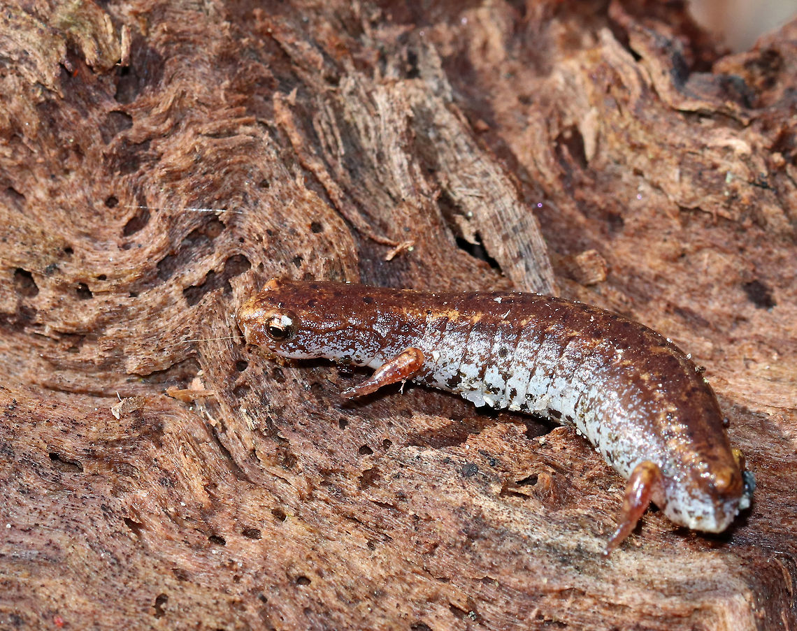 Four-toed Salamander - Hemidactylium scutatum This is the smallest salamander found in Connecticut. They are reddish brown with white bellies that have black specks. Unlike other lungless salamanders, this species has four toes on its hind feet, rather than five.<br />
<br />
This poor creature had somehow lost its tail. It has the ability to detach its tail at the distinct basal constriction if grabbed by a potential predator. After detaching, the tail wiggles to distract the predator, while the salamander escapes. The tail will eventually grow back.<br />
<br />
Habitat: Under a log in a mixed swamp<br />
<figure class="photo"><a href="https://www.jungledragon.com/image/77187/four-toed_salamander_-_hemidactylium_scutatum.html" title="Four-toed Salamander - Hemidactylium scutatum"><img src="https://s3.amazonaws.com/media.jungledragon.com/images/3232/77187_thumb.jpg?AWSAccessKeyId=05GMT0V3GWVNE7GGM1R2&Expires=1759968010&Signature=8h03xfQ1eBSICe2DL2%2BEocf%2BXHc%3D" width="200" height="154" alt="Four-toed Salamander - Hemidactylium scutatum This is the smallest salamander found in Connecticut. They are reddish brown with white bellies that have black specks. Unlike other lungless salamanders, this species has four toes on its hind feet, rather than five.<br />
<br />
This poor creature had somehow lost its tail. It has the ability to detach its tail at the distinct basal constriction if grabbed by a potential predator. After detaching, the tail wiggles to distract the predator, while the salamander escapes. The tail will eventually grow back.<br />
<br />
Habitat: Under a log in a mixed swamp<br />
https://www.jungledragon.com/image/77190/four-toed_salamander_-_hemidactylium_scutatum.html<br />
https://www.jungledragon.com/image/77189/four-toed_salamander_-_hemidactylium_scutatum.html<br />
https://www.jungledragon.com/image/77188/four-toed_salamander_-_hemidactylium_scutatum.html Four-toed salamander,Geotagged,Hemidactylium scutatum,Spring,United States,salamander" /></a></figure><br />
<figure class="photo"><a href="https://www.jungledragon.com/image/77189/four-toed_salamander_-_hemidactylium_scutatum.html" title="Four-toed Salamander - Hemidactylium scutatum"><img src="https://s3.amazonaws.com/media.jungledragon.com/images/3232/77189_thumb.jpg?AWSAccessKeyId=05GMT0V3GWVNE7GGM1R2&Expires=1759968010&Signature=j%2BEicH2zhNzGrTI5arJ%2BQF7TEaA%3D" width="200" height="154" alt="Four-toed Salamander - Hemidactylium scutatum This is the smallest salamander found in Connecticut. They are reddish brown with white bellies that have black specks. Unlike other lungless salamanders, this species has four toes on its hind feet, rather than five.<br />
<br />
This poor creature had somehow lost its tail. It has the ability to detach its tail at the distinct basal constriction if grabbed by a potential predator. After detaching, the tail wiggles to distract the predator, while the salamander escapes. The tail will eventually grow back.<br />
<br />
Habitat: Under a log in a mixed swamp<br />
https://www.jungledragon.com/image/77187/four-toed_salamander_-_hemidactylium_scutatum.html<br />
https://www.jungledragon.com/image/77190/four-toed_salamander_-_hemidactylium_scutatum.html<br />
https://www.jungledragon.com/image/77188/four-toed_salamander_-_hemidactylium_scutatum.html Four-toed salamander,Geotagged,Hemidactylium scutatum,Spring,United States" /></a></figure><br />
<figure class="photo"><a href="https://www.jungledragon.com/image/77188/four-toed_salamander_-_hemidactylium_scutatum.html" title="Four-toed Salamander - Hemidactylium scutatum"><img src="https://s3.amazonaws.com/media.jungledragon.com/images/3232/77188_thumb.jpg?AWSAccessKeyId=05GMT0V3GWVNE7GGM1R2&Expires=1759968010&Signature=YRaF7od412LEo3E%2Fqn0u0a9wJ98%3D" width="200" height="158" alt="Four-toed Salamander - Hemidactylium scutatum This is the smallest salamander found in Connecticut. They are reddish brown with white bellies that have black specks. Unlike other lungless salamanders, this species has four toes on its hind feet, rather than five.<br />
<br />
This poor creature had somehow lost its tail. It has the ability to detach its tail at the distinct basal constriction if grabbed by a potential predator. After detaching, the tail wiggles to distract the predator, while the salamander escapes. The tail will eventually grow back.<br />
<br />
Habitat: Under a log in a mixed swamp<br />
https://www.jungledragon.com/image/77187/four-toed_salamander_-_hemidactylium_scutatum.html<br />
https://www.jungledragon.com/image/77190/four-toed_salamander_-_hemidactylium_scutatum.html<br />
https://www.jungledragon.com/image/77189/four-toed_salamander_-_hemidactylium_scutatum.html Four-toed salamander,Geotagged,Hemidactylium scutatum,Spring,United States,salamander" /></a></figure> Four-toed salamander,Geotagged,Hemidactylium scutatum,Spring,United States