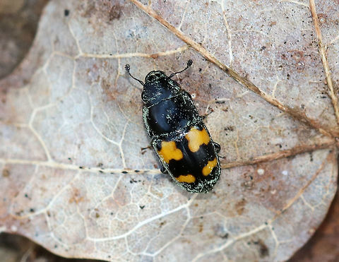 Picnic Beetle - Glischrochilus fasciatus TL: ~5 mm long. Oblong, shiny black beetle with four orange patches shaped like puzzle pieces.  They are attracted to anything sweet and can be nuisances at picnics, hence their common name. I'm not sure what they were covered in - pollen??

Habitat: Spotted feasting on sap leaking from a tap hole in a maple (Acer sp. ) tree
https://www.jungledragon.com/image/77196/picnic_beetle_-_glischrochilus_fasciatus.html
https://www.jungledragon.com/image/77195/picnic_beetle_-_glischrochilus_fasciatus.html Geotagged,Glischrochilus,Glischrochilus fasciatus,Spring,United States,beetle