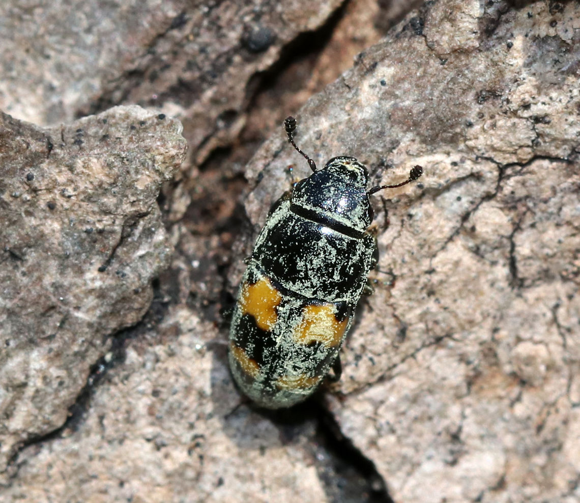 Picnic Beetle - Glischrochilus fasciatus TL: ~5 mm long. Oblong, shiny black beetle with four orange patches shaped like puzzle pieces. They are attracted to anything sweet and can be nuisances at picnics, hence their common name. I'm not sure what they were covered in - pollen??<br />
<br />
Habitat: Spotted feasting on sap leaking from a tap hole in a maple (Acer sp. ) tree<br />
<figure class="photo"><a href="https://www.jungledragon.com/image/77194/picnic_beetle_-_glischrochilus_fasciatus.html" title="Picnic Beetle - Glischrochilus fasciatus"><img src="https://s3.amazonaws.com/media.jungledragon.com/images/3232/77194_thumb.jpg?AWSAccessKeyId=05GMT0V3GWVNE7GGM1R2&Expires=1769040010&Signature=EzAv7HG%2BM3%2BkQAvHQghqaTCoJfU%3D" width="200" height="156" alt="Picnic Beetle - Glischrochilus fasciatus TL: ~5 mm long. Oblong, shiny black beetle with four orange patches shaped like puzzle pieces.  They are attracted to anything sweet and can be nuisances at picnics, hence their common name. I'm not sure what they were covered in - pollen??<br />
<br />
Habitat: Spotted feasting on sap leaking from a tap hole in a maple (Acer sp. ) tree<br />
https://www.jungledragon.com/image/77196/picnic_beetle_-_glischrochilus_fasciatus.html<br />
https://www.jungledragon.com/image/77195/picnic_beetle_-_glischrochilus_fasciatus.html Geotagged,Glischrochilus,Glischrochilus fasciatus,Spring,United States,beetle" /></a></figure><br />
<figure class="photo"><a href="https://www.jungledragon.com/image/77196/picnic_beetle_-_glischrochilus_fasciatus.html" title="Picnic Beetle - Glischrochilus fasciatus"><img src="https://s3.amazonaws.com/media.jungledragon.com/images/3232/77196_thumb.jpg?AWSAccessKeyId=05GMT0V3GWVNE7GGM1R2&Expires=1769040010&Signature=62yf2zOODBNcCueZ04NRfZ5cPKs%3D" width="200" height="162" alt="Picnic Beetle - Glischrochilus fasciatus TL: ~5 mm long. Oblong, shiny black beetle with four orange patches shaped like puzzle pieces. They are attracted to anything sweet and can be nuisances at picnics, hence their common name. <br />
<br />
I'm not sure what they were covered in - pollen?? This one was tired of the photo shoot and decided to fly away. <br />
<br />
Habitat: Spotted feasting on sap leaking from a tap hole in a maple (Acer sp. ) tree<br />
https://www.jungledragon.com/image/77194/picnic_beetle_-_glischrochilus_fasciatus.html<br />
https://www.jungledragon.com/image/77195/picnic_beetle_-_glischrochilus_fasciatus.html Geotagged,Glischrochilus fasciatus,Picnic Beetle,Spring,United States" /></a></figure> Geotagged,Glischrochilus fasciatus,Picnic Beetle,Spring,United States,beetle