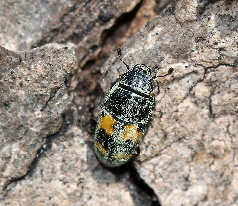 Picnic Beetle - Glischrochilus fasciatus TL: ~5 mm long. Oblong, shiny black beetle with four orange patches shaped like puzzle pieces. They are attracted to anything sweet and can be nuisances at picnics, hence their common name. I'm not sure what they were covered in - pollen??

Habitat: Spotted feasting on sap leaking from a tap hole in a maple (Acer sp. ) tree
https://www.jungledragon.com/image/77194/picnic_beetle_-_glischrochilus_fasciatus.html
https://www.jungledragon.com/image/77196/picnic_beetle_-_glischrochilus_fasciatus.html Geotagged,Glischrochilus fasciatus,Picnic Beetle,Spring,United States,beetle