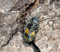Picnic Beetle - Glischrochilus fasciatus TL: ~5 mm long. Oblong, shiny black beetle with four orange patches shaped like puzzle pieces. They are attracted to anything sweet and can be nuisances at picnics, hence their common name. I'm not sure what they were covered in - pollen??<br />
<br />
Habitat: Spotted feasting on sap leaking from a tap hole in a maple (Acer sp. ) tree<br />
https://www.jungledragon.com/image/77194/picnic_beetle_-_glischrochilus_fasciatus.html<br />
https://www.jungledragon.com/image/77196/picnic_beetle_-_glischrochilus_fasciatus.html Geotagged,Glischrochilus fasciatus,Picnic Beetle,Spring,United States,beetle