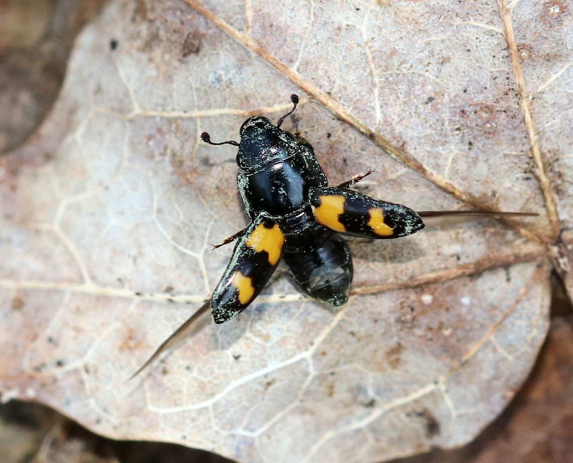 Picnic Beetle - Glischrochilus fasciatus TL: ~5 mm long. Oblong, shiny black beetle with four orange patches shaped like puzzle pieces. They are attracted to anything sweet and can be nuisances at picnics, hence their common name. <br />
<br />
I'm not sure what they were covered in - pollen?? This one was tired of the photo shoot and decided to fly away. <br />
<br />
Habitat: Spotted feasting on sap leaking from a tap hole in a maple (Acer sp. ) tree<br />
<figure class="photo"><a href="https://www.jungledragon.com/image/77194/picnic_beetle_-_glischrochilus_fasciatus.html" title="Picnic Beetle - Glischrochilus fasciatus"><img src="https://s3.amazonaws.com/media.jungledragon.com/images/3232/77194_thumb.jpg?AWSAccessKeyId=05GMT0V3GWVNE7GGM1R2&Expires=1769040010&Signature=EzAv7HG%2BM3%2BkQAvHQghqaTCoJfU%3D" width="200" height="156" alt="Picnic Beetle - Glischrochilus fasciatus TL: ~5 mm long. Oblong, shiny black beetle with four orange patches shaped like puzzle pieces.  They are attracted to anything sweet and can be nuisances at picnics, hence their common name. I'm not sure what they were covered in - pollen??<br />
<br />
Habitat: Spotted feasting on sap leaking from a tap hole in a maple (Acer sp. ) tree<br />
https://www.jungledragon.com/image/77196/picnic_beetle_-_glischrochilus_fasciatus.html<br />
https://www.jungledragon.com/image/77195/picnic_beetle_-_glischrochilus_fasciatus.html Geotagged,Glischrochilus,Glischrochilus fasciatus,Spring,United States,beetle" /></a></figure><br />
<figure class="photo"><a href="https://www.jungledragon.com/image/77195/picnic_beetle_-_glischrochilus_fasciatus.html" title="Picnic Beetle - Glischrochilus fasciatus"><img src="https://s3.amazonaws.com/media.jungledragon.com/images/3232/77195_thumb.jpg?AWSAccessKeyId=05GMT0V3GWVNE7GGM1R2&Expires=1769040010&Signature=%2FPpqmhnkj%2F9TW4lxjtq8weQPLwA%3D" width="200" height="174" alt="Picnic Beetle - Glischrochilus fasciatus TL: ~5 mm long. Oblong, shiny black beetle with four orange patches shaped like puzzle pieces. They are attracted to anything sweet and can be nuisances at picnics, hence their common name. I'm not sure what they were covered in - pollen??<br />
<br />
Habitat: Spotted feasting on sap leaking from a tap hole in a maple (Acer sp. ) tree<br />
https://www.jungledragon.com/image/77194/picnic_beetle_-_glischrochilus_fasciatus.html<br />
https://www.jungledragon.com/image/77196/picnic_beetle_-_glischrochilus_fasciatus.html Geotagged,Glischrochilus fasciatus,Picnic Beetle,Spring,United States,beetle" /></a></figure> Geotagged,Glischrochilus fasciatus,Picnic Beetle,Spring,United States