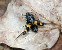 Picnic Beetle - Glischrochilus fasciatus TL: ~5 mm long. Oblong, shiny black beetle with four orange patches shaped like puzzle pieces. They are attracted to anything sweet and can be nuisances at picnics, hence their common name. <br />
<br />
I'm not sure what they were covered in - pollen?? This one was tired of the photo shoot and decided to fly away. <br />
<br />
Habitat: Spotted feasting on sap leaking from a tap hole in a maple (Acer sp. ) tree<br />
https://www.jungledragon.com/image/77194/picnic_beetle_-_glischrochilus_fasciatus.html<br />
https://www.jungledragon.com/image/77195/picnic_beetle_-_glischrochilus_fasciatus.html Geotagged,Glischrochilus fasciatus,Picnic Beetle,Spring,United States