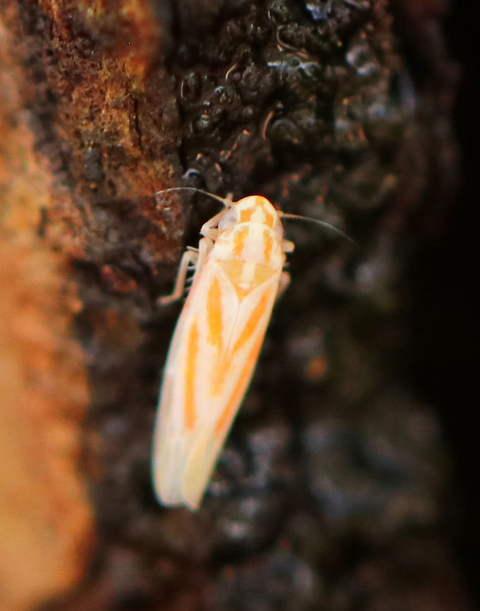 Leafhopper -  Erythridula volucris Sorry for the poor quality photo! This leafhopper was tiny! It was white with orange stripes and was about 3 mm long.<br />
<br />
Habitat: Spotted on tree sap in a mixed forest.<br />
 Erythridula,Erythridula volucris,Geotagged,Spring,United States,cicadellidae,leafhopper