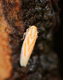 Leafhopper -  Erythridula volucris Sorry for the poor quality photo! This leafhopper was tiny! It was white with orange stripes and was about 3 mm long.

Habitat: Spotted on tree sap in a mixed forest.
 Erythridula,Erythridula volucris,Geotagged,Spring,United States,cicadellidae,leafhopper