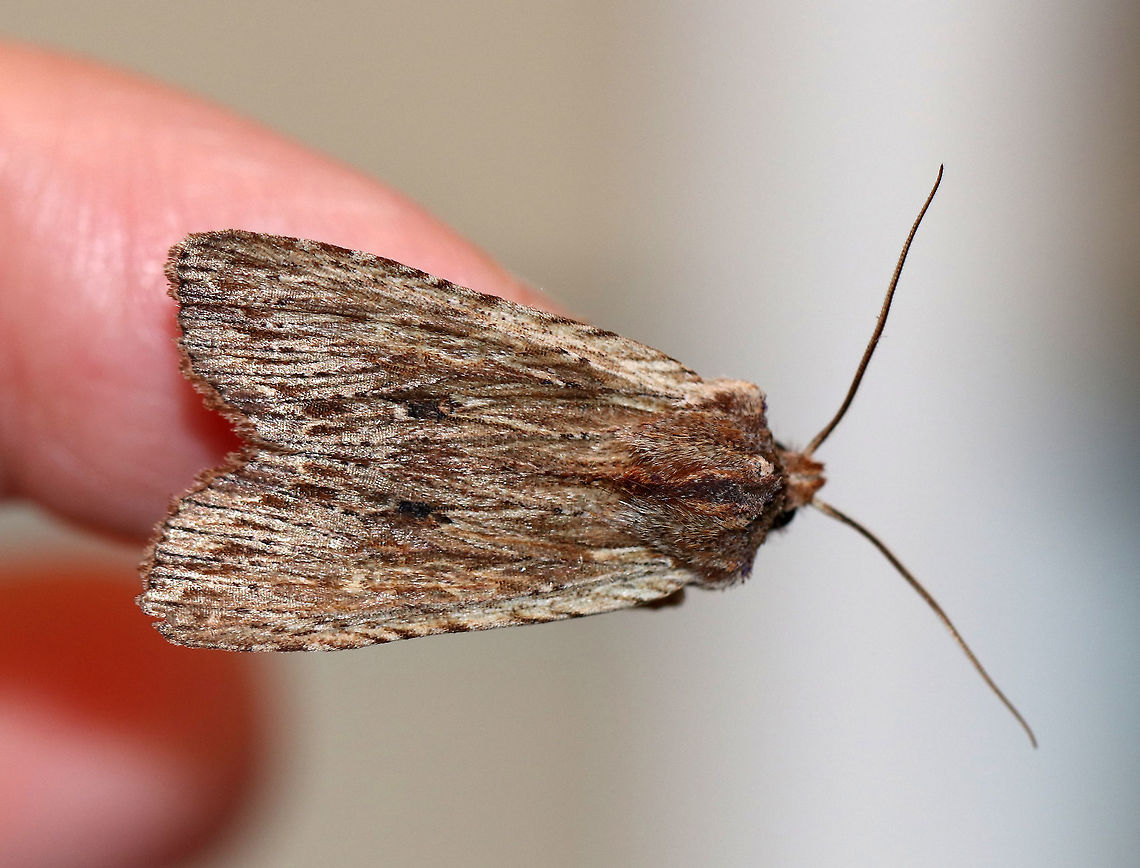 Streaked Dagger - Acronicta lithospila TL: ~20 mm. Gray forewings with light streaks along dark veins. Thin, dark basal and anal dashes.  Status: uncommon. Hosts: oak and chestnut<br />
<br />
Habitat: Attracted to a light in a rural area. To my cats delight, this moth followed me inside.  Thankfully, I caught it before they did.<br />
<figure class="photo"><a href="https://www.jungledragon.com/image/77337/streaked_dagger_-_acronicta_lithospila.html" title="Streaked Dagger - Acronicta lithospila"><img src="https://s3.amazonaws.com/media.jungledragon.com/images/3232/77337_thumb.jpg?AWSAccessKeyId=05GMT0V3GWVNE7GGM1R2&Expires=1769040010&Signature=uwsp88B0A2O1%2Bl4TAiu4XEaR0R8%3D" width="200" height="160" alt="Streaked Dagger - Acronicta lithospila TL: ~20 mm. Gray forewings with light streaks along dark veins. Thin, dark basal and anal dashes. Status: uncommon. <br />
<br />
Hosts: oak and chestnut<br />
<br />
Habitat: Attracted to a light in a rural area. To my cats delight, this moth followed me inside. Thankfully, I caught it before they did.<br />
https://www.jungledragon.com/image/77335/streaked_dagger_-_acronicta_lithospila.html<br />
https://www.jungledragon.com/image/77336/streaked_dagger_-_acronicta_lithospila.html Acronicta lithospila,Geotagged,Spring,United States" /></a></figure><br />
<figure class="photo"><a href="https://www.jungledragon.com/image/77336/streaked_dagger_-_acronicta_lithospila.html" title="Streaked Dagger - Acronicta lithospila"><img src="https://s3.amazonaws.com/media.jungledragon.com/images/3232/77336_thumb.jpg?AWSAccessKeyId=05GMT0V3GWVNE7GGM1R2&Expires=1769040010&Signature=FTurr7fDTuOG%2BWRO1dzkdLpJN3o%3D" width="200" height="146" alt="Streaked Dagger - Acronicta lithospila TL: ~20 mm. Gray forewings with light streaks along dark veins. Thin, dark basal and anal dashes. Status: uncommon. <br />
<br />
Hosts: oak and chestnut<br />
<br />
Habitat: Attracted to a light in a rural area. To my cats delight, this moth followed me inside. Thankfully, I caught it before they did.<br />
https://www.jungledragon.com/image/77337/streaked_dagger_-_acronicta_lithospila.html<br />
https://www.jungledragon.com/image/77335/streaked_dagger_-_acronicta_lithospila.html Acronicta lithospila,Geotagged,Moth,Spring,United States" /></a></figure> Acronicta lithospila,Geotagged,Spring,United States,moth,streaked dagger