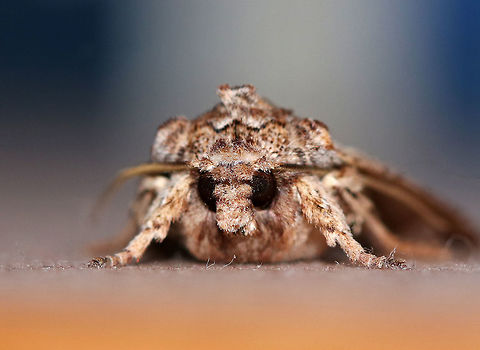 Streaked Dagger - Acronicta lithospila TL: ~20 mm. Gray forewings with light streaks along dark veins. Thin, dark basal and anal dashes. Status: uncommon. 

Hosts: oak and chestnut

Habitat: Attracted to a light in a rural area. To my cats delight, this moth followed me inside. Thankfully, I caught it before they did.
https://www.jungledragon.com/image/77337/streaked_dagger_-_acronicta_lithospila.html
https://www.jungledragon.com/image/77335/streaked_dagger_-_acronicta_lithospila.html Acronicta lithospila,Geotagged,Moth,Spring,United States