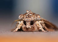 Streaked Dagger - Acronicta lithospila TL: ~20 mm. Gray forewings with light streaks along dark veins. Thin, dark basal and anal dashes. Status: uncommon. <br />
<br />
Hosts: oak and chestnut<br />
<br />
Habitat: Attracted to a light in a rural area. To my cats delight, this moth followed me inside. Thankfully, I caught it before they did.<br />
https://www.jungledragon.com/image/77337/streaked_dagger_-_acronicta_lithospila.html<br />
https://www.jungledragon.com/image/77335/streaked_dagger_-_acronicta_lithospila.html Acronicta lithospila,Geotagged,Moth,Spring,United States