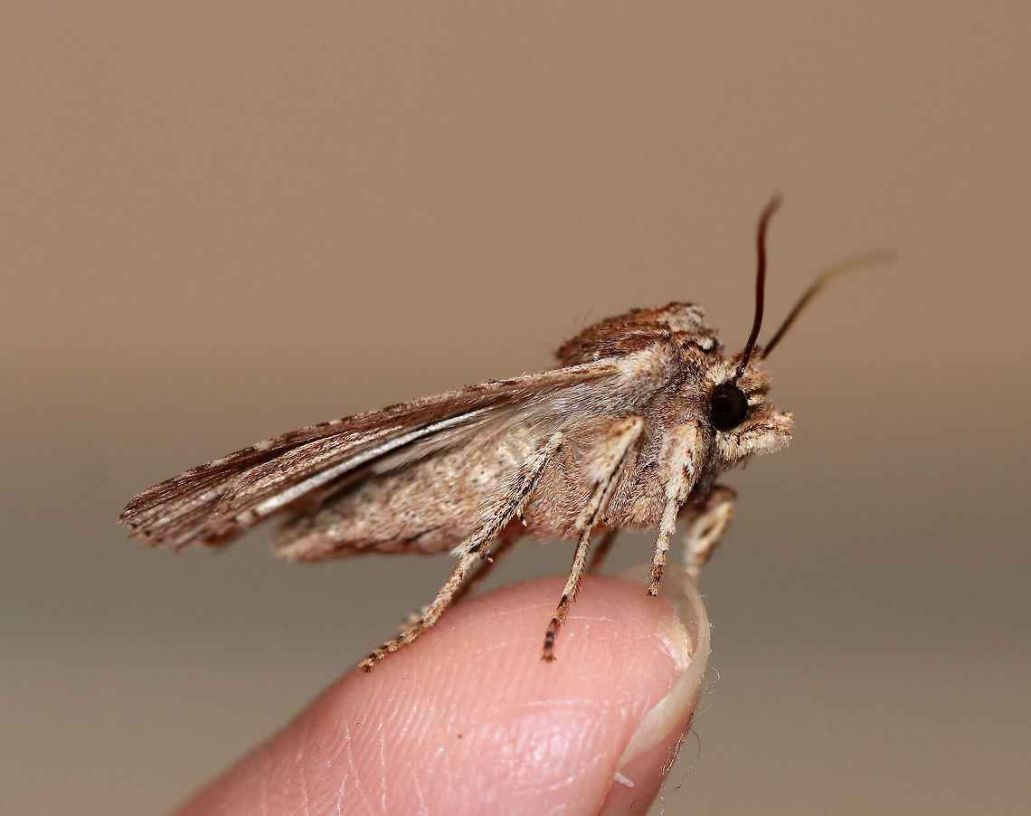 Streaked Dagger - Acronicta lithospila TL: ~20 mm. Gray forewings with light streaks along dark veins. Thin, dark basal and anal dashes. Status: uncommon. <br />
<br />
Hosts: oak and chestnut<br />
<br />
Habitat: Attracted to a light in a rural area. To my cats delight, this moth followed me inside. Thankfully, I caught it before they did.<br />
<figure class="photo"><a href="https://www.jungledragon.com/image/77335/streaked_dagger_-_acronicta_lithospila.html" title="Streaked Dagger - Acronicta lithospila"><img src="https://s3.amazonaws.com/media.jungledragon.com/images/3232/77335_thumb.jpg?AWSAccessKeyId=05GMT0V3GWVNE7GGM1R2&Expires=1769040010&Signature=uE4o%2F0bjP66NlIJ4NDzWoeZwNWI%3D" width="200" height="154" alt="Streaked Dagger - Acronicta lithospila TL: ~20 mm. Gray forewings with light streaks along dark veins. Thin, dark basal and anal dashes.  Status: uncommon. Hosts: oak and chestnut<br />
<br />
Habitat: Attracted to a light in a rural area. To my cats delight, this moth followed me inside.  Thankfully, I caught it before they did.<br />
https://www.jungledragon.com/image/77337/streaked_dagger_-_acronicta_lithospila.html<br />
https://www.jungledragon.com/image/77336/streaked_dagger_-_acronicta_lithospila.html Acronicta lithospila,Geotagged,Spring,United States,moth,streaked dagger" /></a></figure><br />
<figure class="photo"><a href="https://www.jungledragon.com/image/77336/streaked_dagger_-_acronicta_lithospila.html" title="Streaked Dagger - Acronicta lithospila"><img src="https://s3.amazonaws.com/media.jungledragon.com/images/3232/77336_thumb.jpg?AWSAccessKeyId=05GMT0V3GWVNE7GGM1R2&Expires=1769040010&Signature=FTurr7fDTuOG%2BWRO1dzkdLpJN3o%3D" width="200" height="146" alt="Streaked Dagger - Acronicta lithospila TL: ~20 mm. Gray forewings with light streaks along dark veins. Thin, dark basal and anal dashes. Status: uncommon. <br />
<br />
Hosts: oak and chestnut<br />
<br />
Habitat: Attracted to a light in a rural area. To my cats delight, this moth followed me inside. Thankfully, I caught it before they did.<br />
https://www.jungledragon.com/image/77337/streaked_dagger_-_acronicta_lithospila.html<br />
https://www.jungledragon.com/image/77335/streaked_dagger_-_acronicta_lithospila.html Acronicta lithospila,Geotagged,Moth,Spring,United States" /></a></figure> Acronicta lithospila,Geotagged,Spring,United States