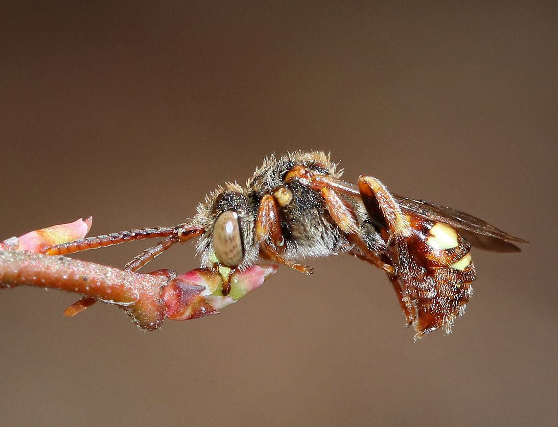 Nomad Bee - Nomada ruficornis I found this bee in this position. It was holding on to a highbush blueberry (Vaccinium corymbosum) bud with its mouthparts. It was alive, but stayed in this same position for at least an hour. Apparently, they sleep like this!<br />
<br />
Habitat: Mixed, swampy forest<br />
<figure class="photo"><a href="https://www.jungledragon.com/image/77339/nomad_bee_-_nomada_ruficornis.html" title="Nomad Bee - Nomada ruficornis"><img src="https://s3.amazonaws.com/media.jungledragon.com/images/3232/77339_thumb.jpg?AWSAccessKeyId=05GMT0V3GWVNE7GGM1R2&Expires=1759968010&Signature=%2BhVS1k2sR8hggc7XYVovE1bqhzU%3D" width="200" height="166" alt="Nomad Bee - Nomada ruficornis I found this bee in this position. It was holding on to a highbush blueberry (Vaccinium corymbosum) bud with its mouthparts. It was alive, but stayed in this same position for at least an hour. I&#039;ve been told that they sleep in this position!<br />
<br />
Habitat: Mixed, swampy forest<br />
https://www.jungledragon.com/image/77338/nomad_bee_-_nomada_sp.html Common Wasp Bee,Geotagged,Nomada Ruficornis,Spring,United States" /></a></figure> Common Wasp Bee,Geotagged,Nomada Ruficornis,Spring,United States,bee,nomad bee,nomada