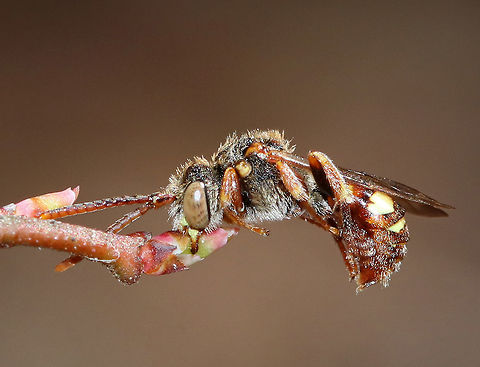 Nomad Bee - Nomada ruficornis I found this bee in this position. It was holding on to a highbush blueberry (Vaccinium corymbosum) bud with its mouthparts. It was alive, but stayed in this same position for at least an hour. Apparently, they sleep like this!

Habitat: Mixed, swampy forest
https://www.jungledragon.com/image/77339/nomad_bee_-_nomada_sp.html Common Wasp Bee,Geotagged,Nomada Ruficornis,Spring,United States,bee,nomad bee,nomada