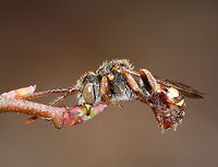 Nomad Bee - Nomada ruficornis I found this bee in this position. It was holding on to a highbush blueberry (Vaccinium corymbosum) bud with its mouthparts. It was alive, but stayed in this same position for at least an hour. Apparently, they sleep like this!<br />
<br />
Habitat: Mixed, swampy forest<br />
https://www.jungledragon.com/image/77339/nomad_bee_-_nomada_sp.html Common Wasp Bee,Geotagged,Nomada Ruficornis,Spring,United States,bee,nomad bee,nomada
