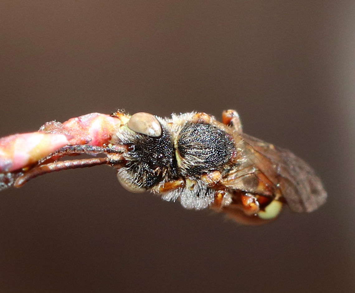 Nomad Bee - Nomada ruficornis I found this bee in this position. It was holding on to a highbush blueberry (Vaccinium corymbosum) bud with its mouthparts. It was alive, but stayed in this same position for at least an hour. I&#039;ve been told that they sleep in this position!<br />
<br />
Habitat: Mixed, swampy forest<br />
<figure class="photo"><a href="https://www.jungledragon.com/image/77338/nomad_bee_-_nomada_ruficornis.html" title="Nomad Bee - Nomada ruficornis"><img src="https://s3.amazonaws.com/media.jungledragon.com/images/3232/77338_thumb.jpg?AWSAccessKeyId=05GMT0V3GWVNE7GGM1R2&Expires=1759968010&Signature=lsFFvVnWvKbhJC37lLQJLiV5Czc%3D" width="200" height="154" alt="Nomad Bee - Nomada ruficornis I found this bee in this position. It was holding on to a highbush blueberry (Vaccinium corymbosum) bud with its mouthparts. It was alive, but stayed in this same position for at least an hour. Apparently, they sleep like this!<br />
<br />
Habitat: Mixed, swampy forest<br />
https://www.jungledragon.com/image/77339/nomad_bee_-_nomada_sp.html Common Wasp Bee,Geotagged,Nomada Ruficornis,Spring,United States,bee,nomad bee,nomada" /></a></figure> Common Wasp Bee,Geotagged,Nomada Ruficornis,Spring,United States