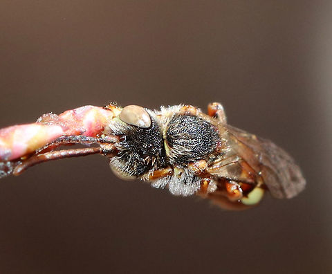 Nomad Bee - Nomada ruficornis I found this bee in this position. It was holding on to a highbush blueberry (Vaccinium corymbosum) bud with its mouthparts. It was alive, but stayed in this same position for at least an hour. I've been told that they sleep in this position!

Habitat: Mixed, swampy forest
https://www.jungledragon.com/image/77338/nomad_bee_-_nomada_sp.html Common Wasp Bee,Geotagged,Nomada Ruficornis,Spring,United States