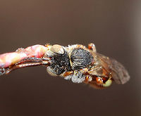 Nomad Bee - Nomada ruficornis I found this bee in this position. It was holding on to a highbush blueberry (Vaccinium corymbosum) bud with its mouthparts. It was alive, but stayed in this same position for at least an hour. I've been told that they sleep in this position!<br />
<br />
Habitat: Mixed, swampy forest<br />
https://www.jungledragon.com/image/77338/nomad_bee_-_nomada_sp.html Common Wasp Bee,Geotagged,Nomada Ruficornis,Spring,United States