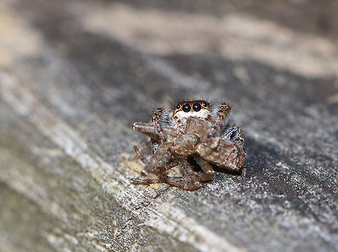 Bronze Lake Jumper (Female) - Eris militaris This little lady had a huge meal in her grasp.  Sadly, I scared her, she dropped her prey, and jumped off the fence. I was traumatized for traumatizing her, so I picked up her prey, chased her down, and gave it back to her. Phew!

Habitat: On a fence near a pond Bronze lake jumper,Eris,Eris militaris,Geotagged,Spring,United States,spider
