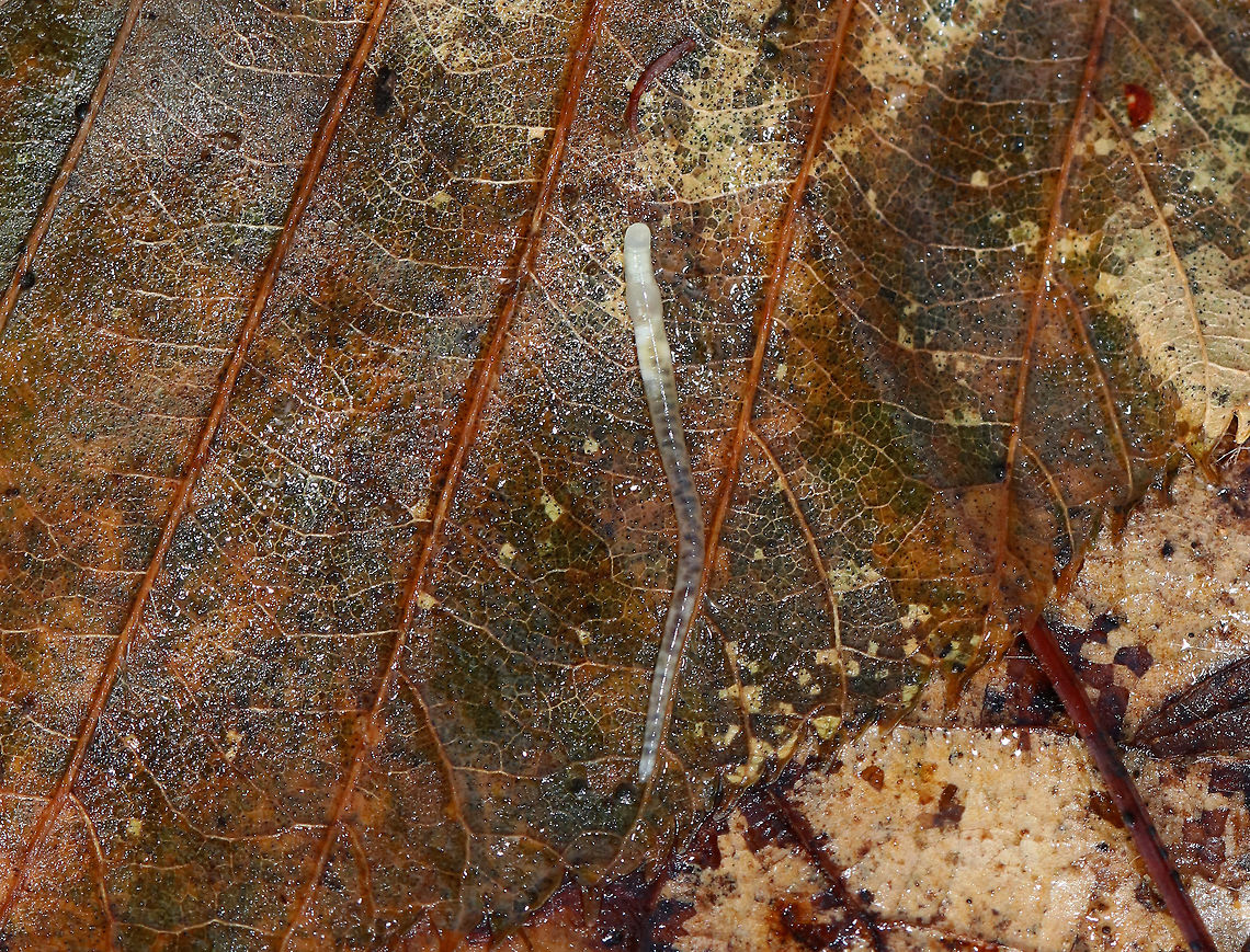 Potworm - Family Enchytraeidae This was a really cool annelid. It was in constant motion, contracting and expanding its body significantly. As it did so, its guts changed as they got squished and stretched out. It was pretty mesmerizing, but not easy to get a photo of.<br />
<br />
Habitat: Under a log and leaf litter in a mixed forest<br />
<br />
**It might be Enchytraeus buchholzi, but I'm not at all sure<br />
<figure class="photo"><a href="https://www.jungledragon.com/image/77351/potworm_-_family_enchytraeidae.html" title="Potworm - Family Enchytraeidae"><img src="https://s3.amazonaws.com/media.jungledragon.com/images/3232/77351_thumb.jpg?AWSAccessKeyId=05GMT0V3GWVNE7GGM1R2&Expires=1770854410&Signature=lWqqgmlnc4XiiF9KfX6pyPWofrc%3D" width="116" height="152" alt="Potworm - Family Enchytraeidae This was a really cool annelid. It was in constant motion, contracting and expanding its body significantly. As it did so, its guts changed as they got squished and stretched out. It was pretty mesmerizing, but not easy to get a photo of.<br />
<br />
Habitat: Under a log and leaf litter in a mixed forest<br />
<br />
**It might be Enchytraeus buchholzi, but I'm not at all sure<br />
https://www.jungledragon.com/image/77350/potworm_-_family_enchytraeidae.html Geotagged,Spring,United States" /></a></figure> Enchytraeidae,Geotagged,Spring,United States,annelid,potworm