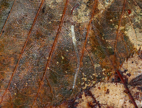 Potworm - Family Enchytraeidae This was a really cool annelid. It was in constant motion, contracting and expanding its body significantly. As it did so, its guts changed as they got squished and stretched out. It was pretty mesmerizing, but not easy to get a photo of.

Habitat: Under a log and leaf litter in a mixed forest

**It might be Enchytraeus buchholzi, but I'm not at all sure
https://www.jungledragon.com/image/77351/potworm_-_family_enchytraeidae.html Enchytraeidae,Geotagged,Spring,United States,annelid,potworm
