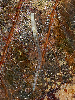 Potworm - Family Enchytraeidae This was a really cool annelid. It was in constant motion, contracting and expanding its body significantly. As it did so, its guts changed as they got squished and stretched out. It was pretty mesmerizing, but not easy to get a photo of.

Habitat: Under a log and leaf litter in a mixed forest

**It might be Enchytraeus buchholzi, but I'm not at all sure
https://www.jungledragon.com/image/77350/potworm_-_family_enchytraeidae.html Geotagged,Spring,United States