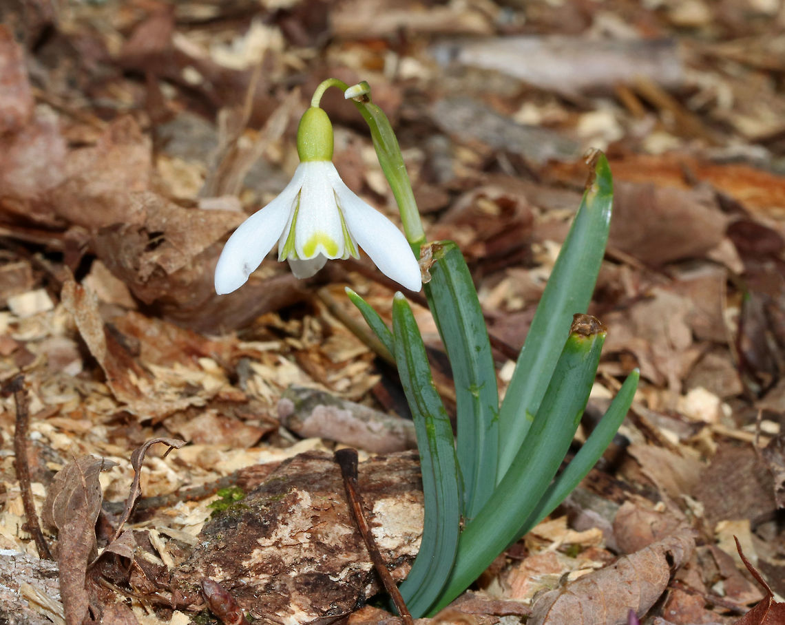 Common Snowdrop - Galanthus nivalis Among the first bulbs to bloom in spring, snowdrops have an erect, leafless scape with a solitary, bell-shaped white flower. The flower has six segments - the outer three are larger and more convex than the inner three. The inner segments are usually marked on their outer surface with a green U-shaped mark over the notch at the tip of each tepal. The inner surface has a faint green mark covering most of it.<br />
<br />
Habitat: Growing along a walking trail in a deciduous forest<br />
<figure class="photo"><a href="https://www.jungledragon.com/image/94497/common_snowdrop_-_galanthus_nivalis.html" title="Common Snowdrop - Galanthus nivalis"><img src="https://s3.amazonaws.com/media.jungledragon.com/images/3232/94497_thumb.jpg?AWSAccessKeyId=05GMT0V3GWVNE7GGM1R2&Expires=1767225610&Signature=dN6dYn9rNQcm6WBPgc5N61310vQ%3D" width="200" height="160" alt="Common Snowdrop - Galanthus nivalis Among the first bulbs to bloom in spring, snowdrops have an erect, leafless scape with a solitary, bell-shaped white flower. The flower has six segments - the outer three are larger and more convex than the inner three. The inner segments are usually marked on their outer surface with a green U-shaped mark over the notch at the tip of each tepal. The inner surface has a faint green mark covering most of it.<br />
<br />
Habitat: Deciduous forest<br />
https://www.jungledragon.com/image/77352/common_snowdrop_-_galanthus_nivalis.html Common snowdrop,Galanthus,Galanthus nivalis,Geotagged,United States,Winter,snowdrop" /></a></figure> Common snowdrop,Galanthus nivalis,Geotagged,Spring,United States,snowdrop