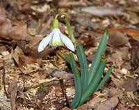 Common Snowdrop - Galanthus nivalis Among the first bulbs to bloom in spring, snowdrops have an erect, leafless scape with a solitary, bell-shaped white flower. The flower has six segments - the outer three are larger and more convex than the inner three. The inner segments are usually marked on their outer surface with a green U-shaped mark over the notch at the tip of each tepal. The inner surface has a faint green mark covering most of it.<br />
<br />
Habitat: Growing along a walking trail in a deciduous forest<br />
https://www.jungledragon.com/image/94497/common_snowdrop_-_galanthus_nivalis.html Common snowdrop,Galanthus nivalis,Geotagged,Spring,United States,snowdrop