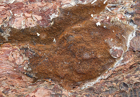 Serpula himantioides 
Habitat: Growing on a fallen conifer  Geotagged,Serpula himantioides,United States,Winter,serpula