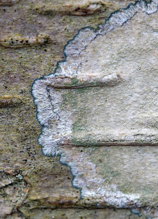 Mapledust Lichen - Lecanora thysanophora This lichen had a fuzzy thallus encircled "hairy" edges that were pale blue. <br />
<br />
Habitat: Deciduous tree Geotagged,Lecanora thysanophora,Lichen,United States,Winter