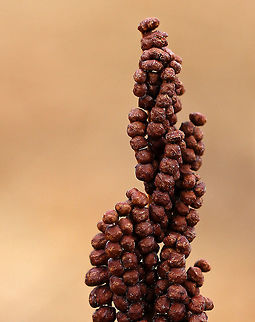 Sensitive Fern - Onoclea sensibilis Spores are produced on erect, fertile fronds, which are green in the summer and then turn brown in the autumn. The fertile fronds persist throughout the winter, releasing their spores to the wind the following spring before any new leaves form. 

Commonly called sensitive fern because the green vegetative fronds are sensitive to and suffer almost immediate damage from the first fall frost.

Habitat: Meadow Geotagged,Onoclea sensibilis,Sensitive fern,United States,Winter,fern