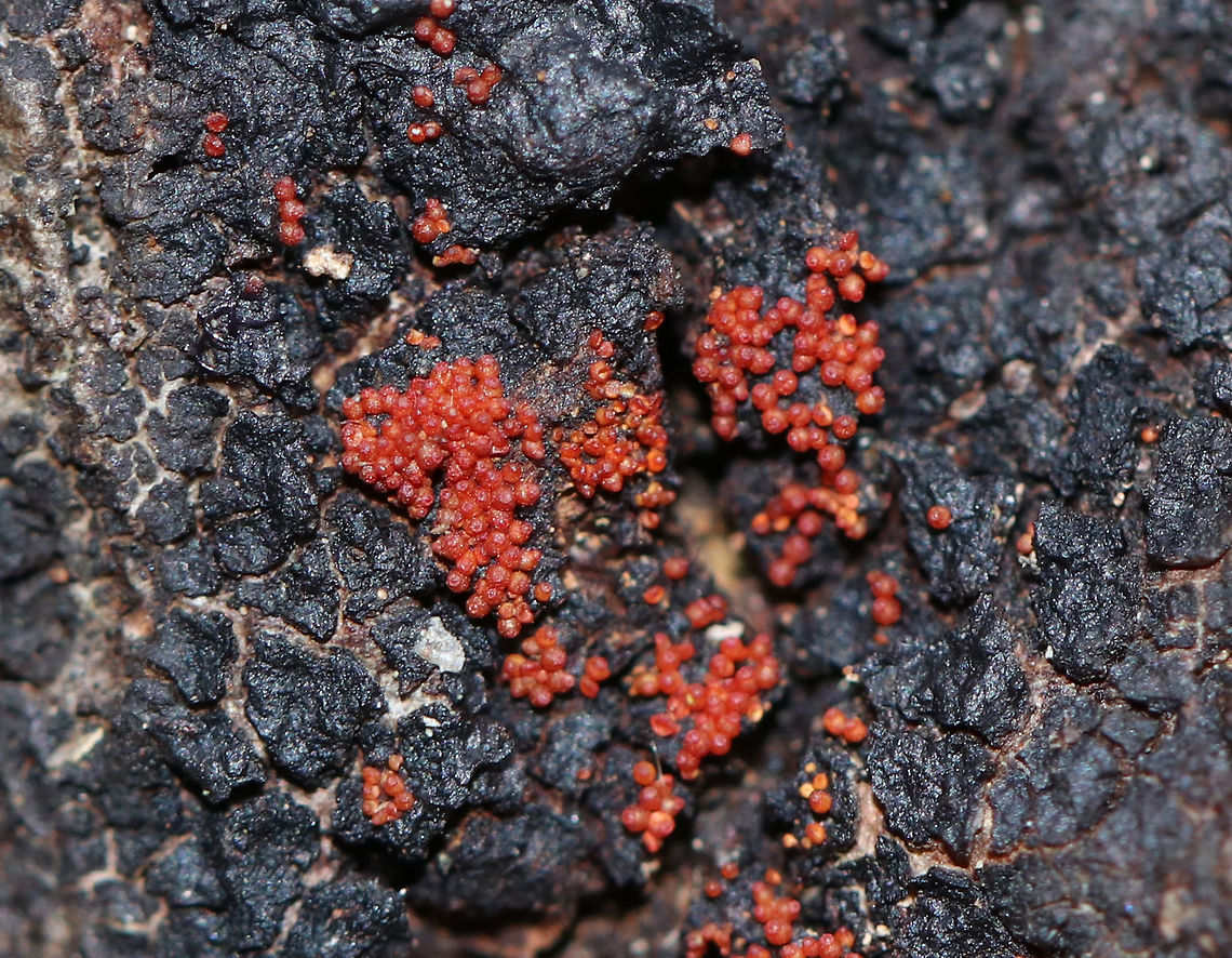 Fungus - Order Hypocreales Bright red perithecial ascomata (spore-producing structures)<br />
<br />
Habitat: Deciduous tree Geotagged,United States,Winter,fungus,hypocreales