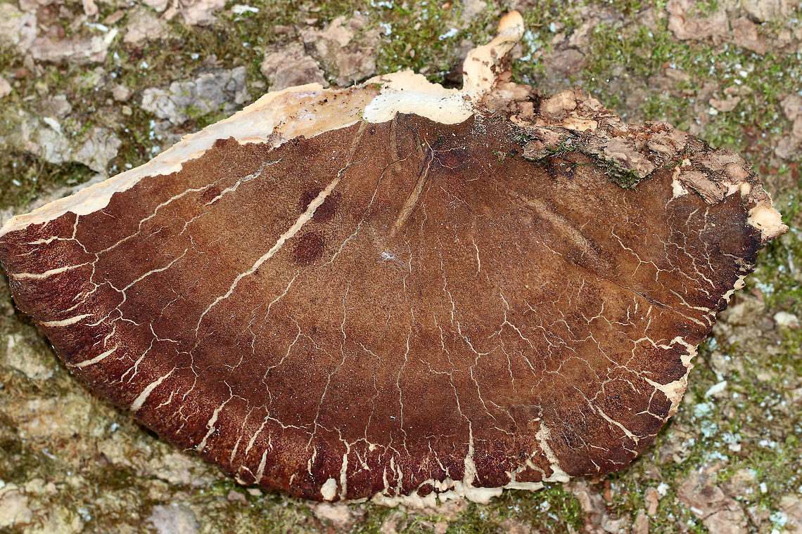 Resinous Polypore - Ischnoderma resinosum Dark brown, tough polypore that was at least 10 cm wide. The pore surface was gnawed off.<br />
<br />
Habitat: Growing on a cut, deciduous tree<br />
<figure class="photo"><a href="https://www.jungledragon.com/image/77388/resinous_polypore_-_ischnoderma_resinosum.html" title="Resinous Polypore - Ischnoderma resinosum"><img src="https://s3.amazonaws.com/media.jungledragon.com/images/3232/77388_thumb.jpg?AWSAccessKeyId=05GMT0V3GWVNE7GGM1R2&Expires=1767225610&Signature=FBeXwvzKBi5GQR4PFxwcDQO1uCU%3D" width="200" height="134" alt="Resinous Polypore - Ischnoderma resinosum Dark brown, tough polypore that was at least 10 cm wide. The pore surface was gnawed off.<br />
<br />
Habitat: Growing on a cut, deciduous tree<br />
https://www.jungledragon.com/image/77387/resinous_polypore_-_ischnoderma_resinosum.html Geotagged,Ischnoderma resinosum,Late fall polypore,United States,Winter" /></a></figure> Geotagged,Ischnoderma resinosum,Late fall polypore,United States,Winter,fungus,polypore
