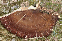 Resinous Polypore - Ischnoderma resinosum Dark brown, tough polypore that was at least 10 cm wide. The pore surface was gnawed off.<br />
<br />
Habitat: Growing on a cut, deciduous tree<br />
https://www.jungledragon.com/image/77388/resinous_polypore_-_ischnoderma_resinosum.html Geotagged,Ischnoderma resinosum,Late fall polypore,United States,Winter,fungus,polypore