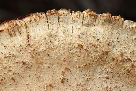 Resinous Polypore - Ischnoderma resinosum Dark brown, tough polypore that was at least 10 cm wide. The pore surface was gnawed off.

Habitat: Growing on a cut, deciduous tree
https://www.jungledragon.com/image/77387/resinous_polypore_-_ischnoderma_resinosum.html Geotagged,Ischnoderma resinosum,Late fall polypore,United States,Winter