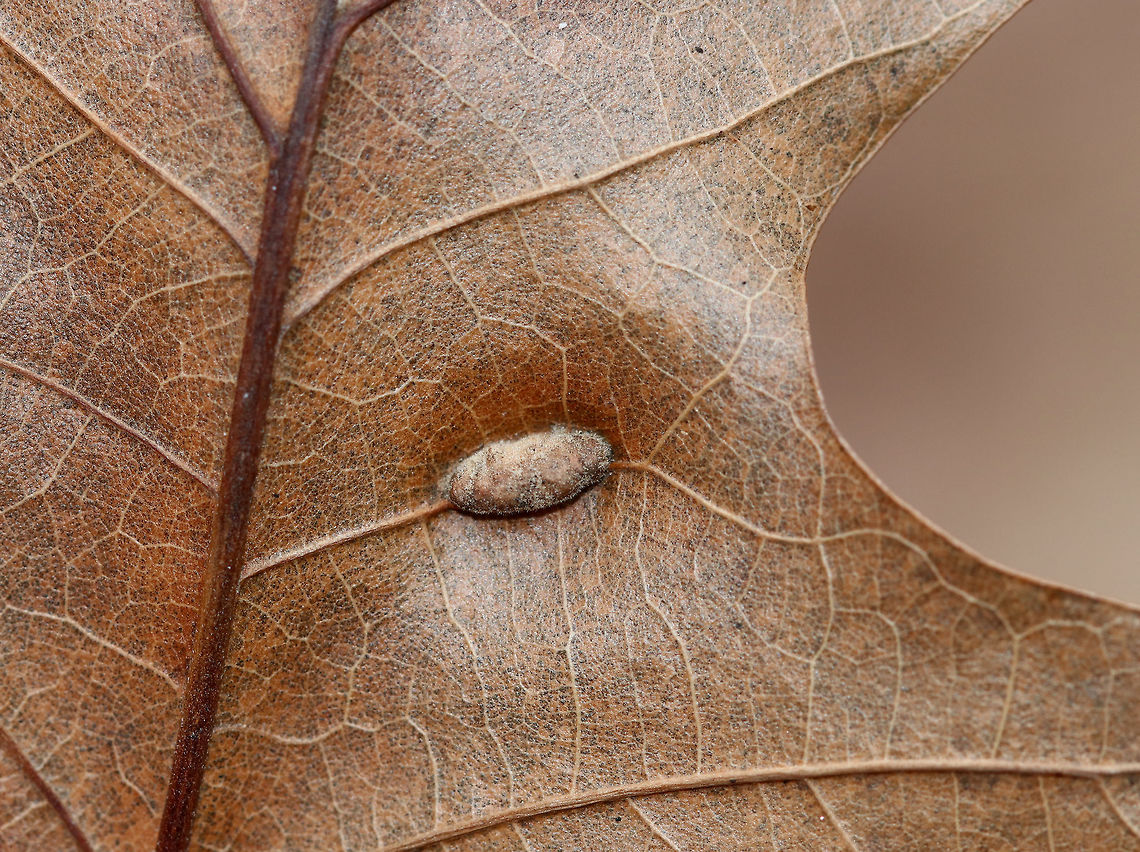 Unidentified Gall on Oak (Quercus sp.) - Polystepha sp.? I'm not sure what kind of gall this is. Maybe a vein pocket gall or an elongate vein swelling? I read that Polystepha sp. can cause elongate vein swellings in oak leaves, but can't find any photos matching these. Dasineura sp. is another possibility.<br />
<br />
The galls were fuzzy, elongated, and formed on the underside of oak (Quercus sp.) leaves. The upperside had longitudinal slits.<br />
<br />
Habitat: Oak leaves in a deciduous forest<br />
<figure class="photo"><a href="https://www.jungledragon.com/image/77391/unidentified_gall_on_oak_quercus_sp._-_polystepha_sp.html" title="Unidentified Gall on Oak (Quercus sp.) - Polystepha sp.?"><img src="https://s3.amazonaws.com/media.jungledragon.com/images/3232/77391_thumb.jpg?AWSAccessKeyId=05GMT0V3GWVNE7GGM1R2&Expires=1769040010&Signature=6rFOA2d9jhDpfO2%2FiqzLCD2YoTg%3D" width="200" height="146" alt="Unidentified Gall on Oak (Quercus sp.) - Polystepha sp.? I'm not sure what kind of gall this is. Maybe a vein pocket gall or an elongate vein swelling? I read that Polystepha sp. can cause elongate vein swellings in oak leaves, but can't find any photos matching these. Dasineura sp. is another possibility.<br />
<br />
The galls were fuzzy, elongated, and formed on the underside of oak (Quercus sp.) leaves. The upperside had longitudinal slits.<br />
<br />
Habitat: Oak leaves in a deciduous forest<br />
https://www.jungledragon.com/image/77389/unidentified_gall_on_oak_quercus_sp._-_polystepha_sp.html<br />
https://www.jungledragon.com/image/77390/unidentified_gall_on_oak_quercus_sp._-_polystepha_sp.html Geotagged,United States,Winter" /></a></figure><br />
<figure class="photo"><a href="https://www.jungledragon.com/image/77390/unidentified_gall_on_oak_quercus_sp._-_polystepha_sp.html" title="Unidentified Gall on Oak (Quercus sp.) - Polystepha sp.?"><img src="https://s3.amazonaws.com/media.jungledragon.com/images/3232/77390_thumb.jpg?AWSAccessKeyId=05GMT0V3GWVNE7GGM1R2&Expires=1769040010&Signature=dYnZuF9MlwCsdBeaiYJ9hBynXYI%3D" width="200" height="156" alt="Unidentified Gall on Oak (Quercus sp.) - Polystepha sp.? I'm not sure what kind of gall this is. Maybe a vein pocket gall or an elongate vein swelling? I read that Polystepha sp. can cause elongate vein swellings in oak leaves, but can't find any photos matching these. Dasineura sp. is another possibility.<br />
<br />
The galls were fuzzy, elongated, and formed on the underside of oak (Quercus sp.) leaves. The upperside had longitudinal slits.<br />
<br />
Habitat: Oak leaves in a deciduous forest<br />
https://www.jungledragon.com/image/77389/unidentified_gall_on_oak_quercus_sp._-_polystepha_sp.html<br />
https://www.jungledragon.com/image/77391/unidentified_gall_on_oak_quercus_sp._-_polystepha_sp.html Geotagged,United States,Winter,gall" /></a></figure> Geotagged,Polystepha,United States,Winter,gall,oak gall