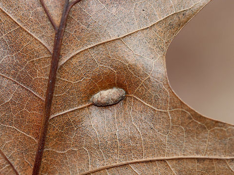 Unidentified Gall on Oak (Quercus sp.) - Polystepha sp.? I'm not sure what kind of gall this is. Maybe a vein pocket gall or an elongate vein swelling? I read that Polystepha sp. can cause elongate vein swellings in oak leaves, but can't find any photos matching these. Dasineura sp. is another possibility.
The galls were fuzzy, elongated, and formed on the underside of oak (Quercus sp.) leaves. The upperside had longitudinal slits.
Habitat: Oak leaves in a deciduous forest
https://www.jungledragon.com/image/77391/unidentified_gall_on_oak_quercus_sp._-_polystepha_sp.html
https://www.jungledragon.com/image/77390/unidentified_gall_on_oak_quercus_sp._-_polystepha_sp.html Geotagged,Polystepha,United States,Winter,gall,oak gall