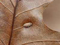 Unidentified Gall on Oak (Quercus sp.) - Polystepha sp.? I'm not sure what kind of gall this is. Maybe a vein pocket gall or an elongate vein swelling? I read that Polystepha sp. can cause elongate vein swellings in oak leaves, but can't find any photos matching these. Dasineura sp. is another possibility.<br />
<br />
The galls were fuzzy, elongated, and formed on the underside of oak (Quercus sp.) leaves. The upperside had longitudinal slits.<br />
<br />
Habitat: Oak leaves in a deciduous forest<br />
https://www.jungledragon.com/image/77391/unidentified_gall_on_oak_quercus_sp._-_polystepha_sp.html<br />
https://www.jungledragon.com/image/77390/unidentified_gall_on_oak_quercus_sp._-_polystepha_sp.html Geotagged,Polystepha,United States,Winter,gall,oak gall