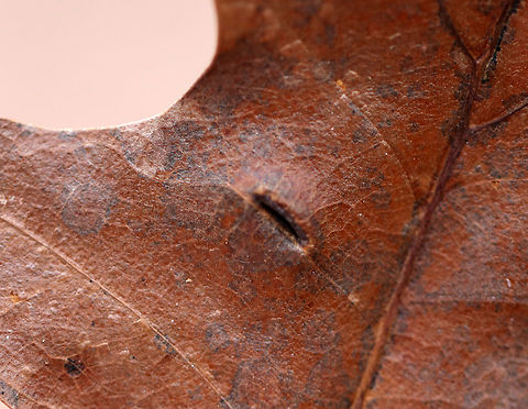 Unidentified Gall on Oak (Quercus sp.) - Polystepha sp.? I'm not sure what kind of gall this is. Maybe a vein pocket gall or an elongate vein swelling? I read that Polystepha sp. can cause elongate vein swellings in oak leaves, but can't find any photos matching these. Dasineura sp. is another possibility.

The galls were fuzzy, elongated, and formed on the underside of oak (Quercus sp.) leaves. The upperside had longitudinal slits.

Habitat: Oak leaves in a deciduous forest
https://www.jungledragon.com/image/77389/unidentified_gall_on_oak_quercus_sp._-_polystepha_sp.html
https://www.jungledragon.com/image/77391/unidentified_gall_on_oak_quercus_sp._-_polystepha_sp.html Geotagged,United States,Winter,gall